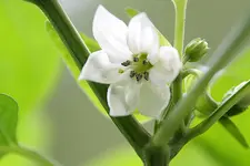 bluete_lemon_drop.webp