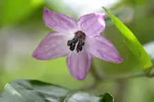 bluete_luzi.webp