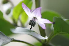 bluete_purple.webp