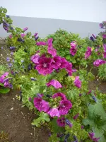 DSC04293.webp