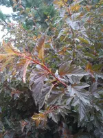 DSC04294.webp