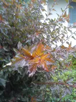 DSC04295.webp