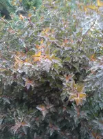 DSC04296.webp