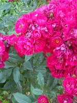 DSC04310.webp