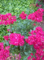 DSC04311.webp
