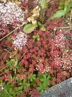 DSC04317.jpg