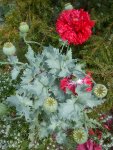 DSC04309.jpg
