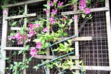 100_4340.webp