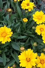100_4346.webp