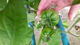 IMG-20170627-WA0017.webp