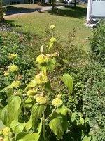 Blume_Weg_ins_AQ.webp