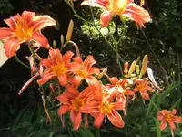 BILD7383.webp