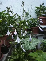 BILD7385.webp