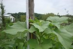 DSC08750.jpg