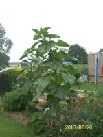 100_0990.webp