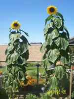 100_1012.webp