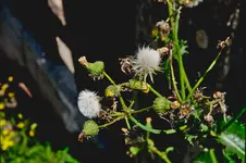 IMGP1392.jpg