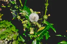 IMGP1395.webp