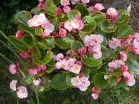 P6260454.webp