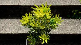 choisya.actez.gold_0003.webp