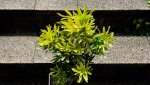 choisya.actez.gold_0003.jpg