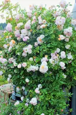 DSCF9293 (2).webp