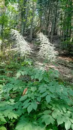 IMG_20170620_165222648.jpg
