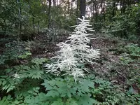 Waldpflanzen 002.webp