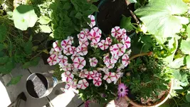 06_20170627_153348_resized.webp