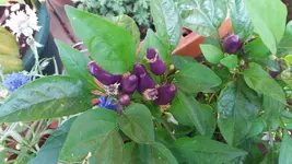 10_20170627_153157_resized.webp