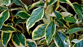 wintergruene.oelweide.gilt.edge.-.elaeagnus.ebbingei.gilt.edge_0003.webp