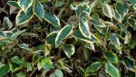 wintergruene.oelweide.gilt.edge.-.elaeagnus.ebbingei.gilt.edge_0002.jpg