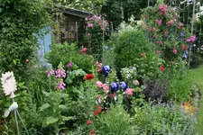 Juni9117oJPG.webp