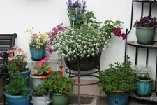 Einjährige5417.webp