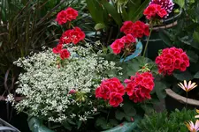 Einjährige4017.webp