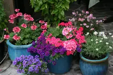Einjährige4917.webp
