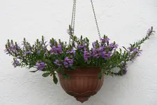 Einjährige5517.webp