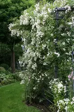 Rose Cilli-Rose0516.jpg