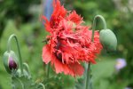 Mohn2517.jpg