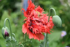 Mohn2517.webp