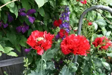 Mohn2617.webp