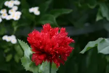 Mohn2917.webp