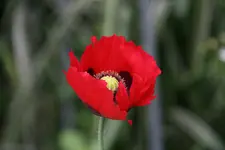 Mohn3517.webp