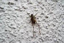 100_4389.webp