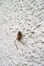 100_4395.webp