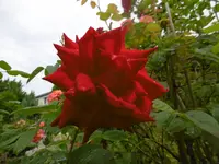 P1010163rose.webp