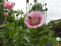 P1010165mohn.webp
