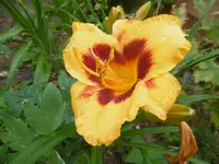 P1010161lilie.webp