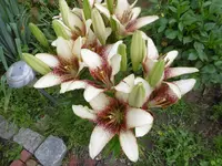 P1010162lilie.webp
