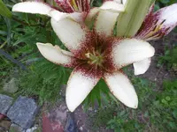 P1010158lilie.webp